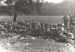 Captured Airborne troops in Oosterbeek