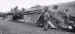 British Buffalo's preparing to cross the Rhine